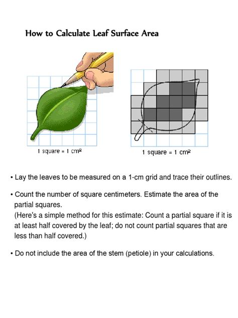 how to measure leaf thickness|how to calculate leaf area.